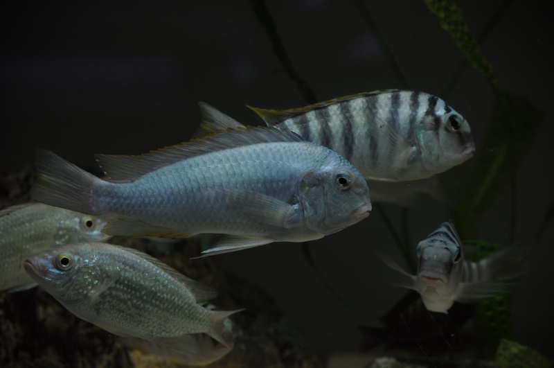 Pseudosimochromis curvifrons 'Mabilibili Bay'